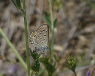 okgzl Mavi (Polyommatus icarus)