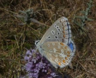 okgzl Gk Mavisi (Polyommatus bellargus)