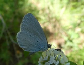 Kutsal Mavi (Celastrina argiolus)