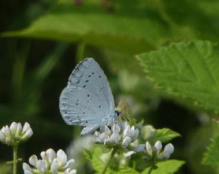 Kutsal Mavi&nbsp;(Celastrina&nbsp;argiolus)