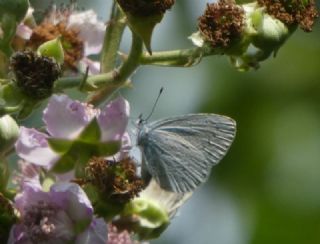 Kutsal Mavi (Celastrina argiolus)