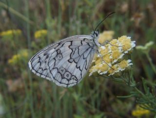 Anadolu Melikesi (Melanargia larissa)