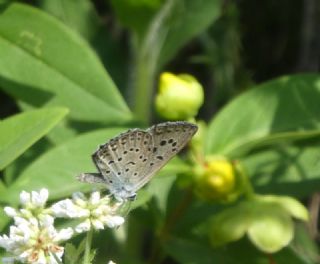 B�y�k Korubeni&nbsp;(Phengaris&nbsp;arion)