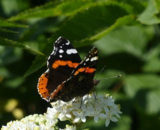 Atalanta (Vanessa atalanta)