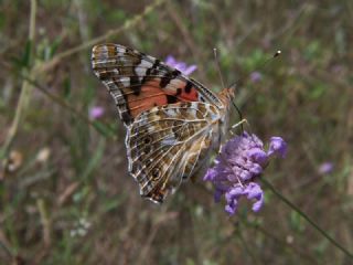 Diken Kelebei (Vanessa cardui)