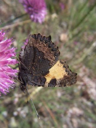 Aglais (Aglais urticae)