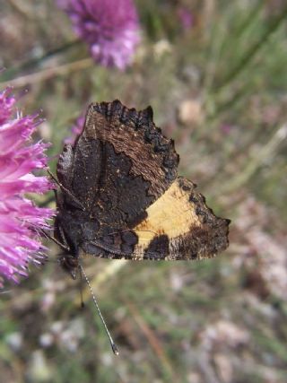 Aglais (Aglais urticae)