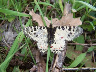 Orman Fistosu (Allancastria  cerisyi)