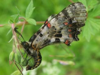Orman Fistosu (Allancastria  cerisyi)