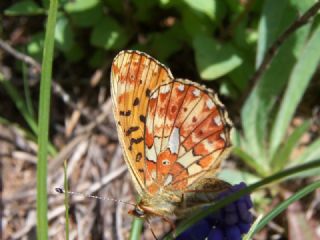 Beyaz nci (Clossiana euphrosyne)