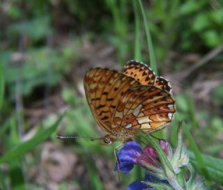 Beyaz nci (Clossiana euphrosyne)