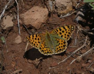 spanyol Kraliesi (Issoria lathonia)