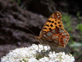 spanyol Kraliesi (Issoria lathonia)