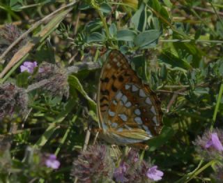 Byk nci (Fabriciana adippe)