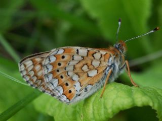 Nazuum (Euphydryas aurinia)