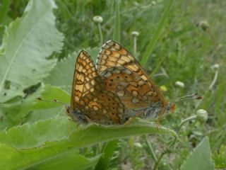 Nazuum (Euphydryas aurinia)