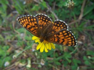 Amannisa (Melitaea athalia)