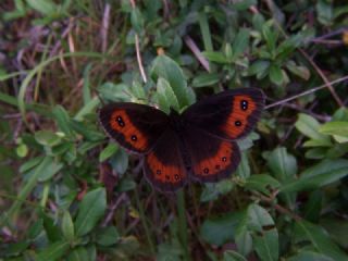 sko Gzelesmeri (Erebia aethiops)