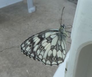 Orman Melikesi (Melanargia galathea)