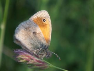 Kk Zpzp Perisi (Coenonympha pamphilus)
