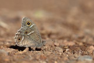 Beyaz Bandl Karamelek (Hipparchia parisatis)