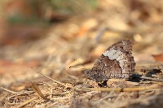 Byk Karamelek (Hipparchia syriaca)