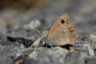 Ign Zmrt, Minikzmrt (Callophrys mystaphia)