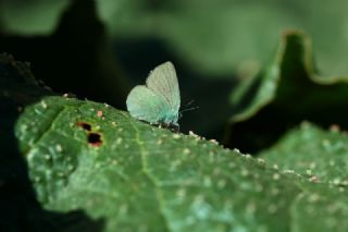 okgzl Teresya, Saimbeyli Mavisi (Polyommatus theresiae)