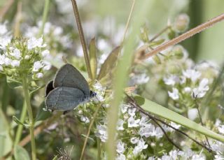 Mavi Sevbeni&nbsp;(Satyrium&nbsp;armenum)