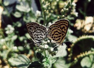 Balkan Kaplan (Tarucus balkanicus)