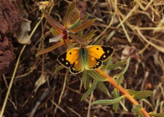 Sar Azamet (Colias croceus)