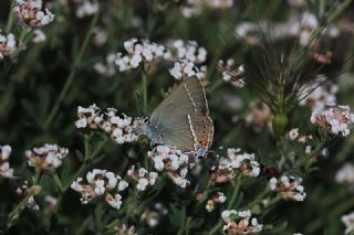 Gzel Sevbeni (Satyrium spini)