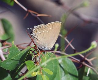 Mavi Benekli Sevbeni (Satyrium zabni)