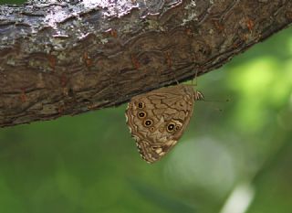 Aa Esmeri (Kirinia roxelana)