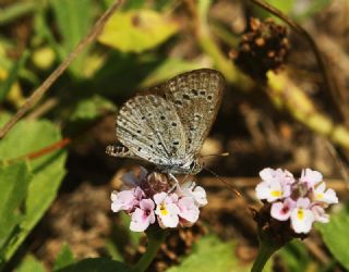 Karsandra (Zizeeria karsandra)