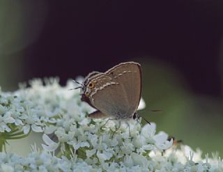 Sevbeni (Satyrium abdominalis)