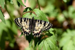 Kafkas Fistosu (Zerynthia caucasica)