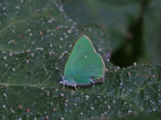 Nahvan Zmrt (Callophrys danchenkoi)