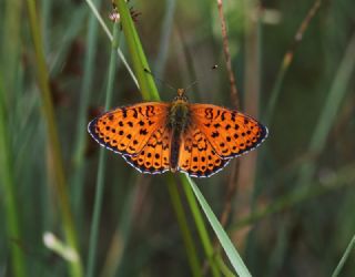 ift Noktal Brentis (Brenthis hecate)