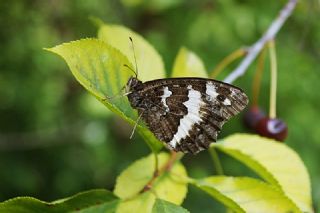 Kara Murat (Brintesia  circe)