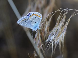 okgzl Meneke Mavisi (Polyommatus thersites)