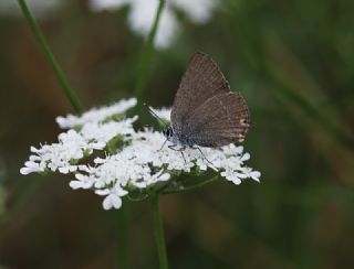 Minik Sevbeni (Satyrium acaciae)