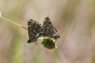 ark Zpzp (Carcharodus orientalis)