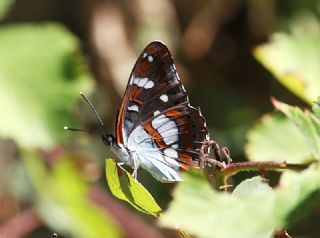 Akdeniz Hanmeli Kelebei (Limenitis reducta)