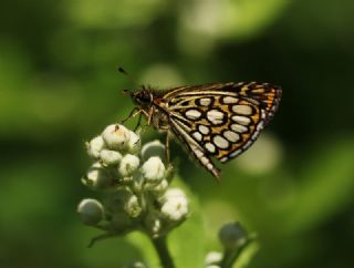 Beyaz Benekli Zpzp (Heteropterus morpheus)