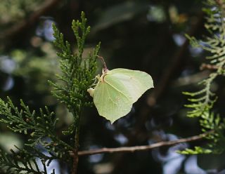 Orakkanat (Gonepteryx rhamni)