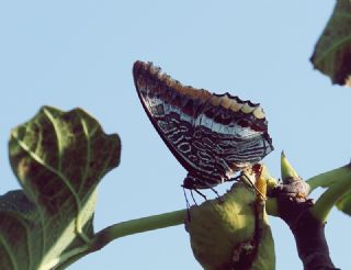 ift Kuyruklu Paa (Charaxes jasius )