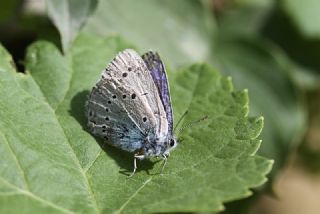 Anadolu Devmavisi (Glaucopsyche lessei)