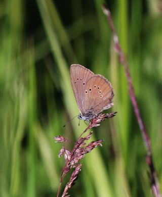 Esmer Korubeni (Phengaris nausithous)