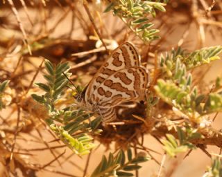 �eytanc�k&nbsp;(Cigaritis&nbsp;acamas)